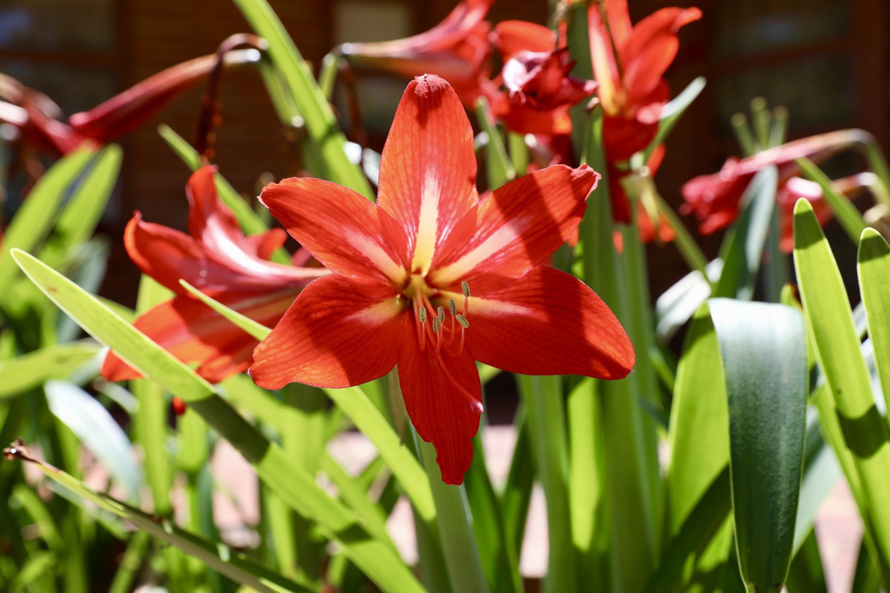 Amaryllis Bloom
